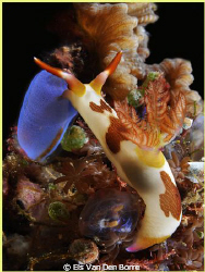 Eating nudibranch by Els Van Den Borre 
